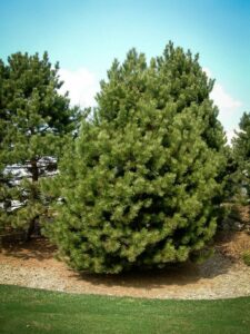 Сосна Чёрная (Pinus Nigra) купить по цене от 270.00р. в интернет-магазине «Посадика» с доставкой почтой в в Буйнакске и по всей России – [изображение №1].