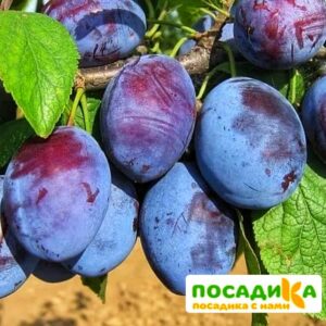 Слива Чачакская ранняя купить по цене от 229.00р. в интернет-магазине «Посадика» с доставкой почтой в в Буйнакске и по всей России – [изображение №1].