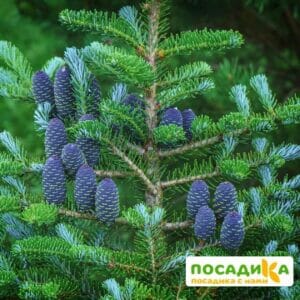 Пихта корейская (Abies koreana) купить по цене от 450.00р. в интернет-магазине «Посадика» с доставкой почтой в в Буйнакске и по всей России – [изображение №1].