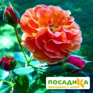 Роза Арабия купить по цене от 350.00р. в интернет-магазине «Посадика» с доставкой почтой в в Буйнакске и по всей России – [изображение №1].