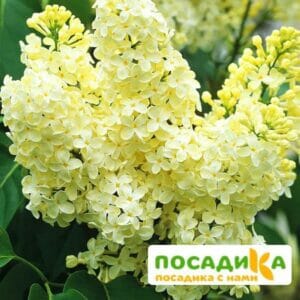 Сирень Примроуз (Primrose) купить по цене от 529.00р. в интернет-магазине «Посадика» с доставкой почтой в в Буйнакске и по всей России – [изображение №1].