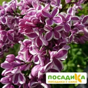 Сирень Сенсация купить по цене от 529.00р. в интернет-магазине «Посадика» с доставкой почтой в в Буйнакске и по всей России – [изображение №1].