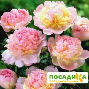 Пион Распберри Сандей (Paeonia Raspberry Sundae) купить по цене от 959р. в интернет-магазине «Посадика» с доставкой почтой в в Буйнакске и по всей России – [изображение №1].