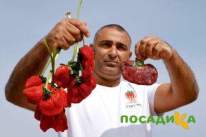 Клубника Гигант Джорнея купить по цене от 266р. в интернет-магазине «Посадика» с доставкой почтой в в Буйнакске и по всей России – [изображение №1].