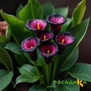 Калла Аура Лейс купить по цене от 400р. в интернет-магазине «Посадика» с доставкой почтой в в Буйнакске и по всей России – [изображение №1].