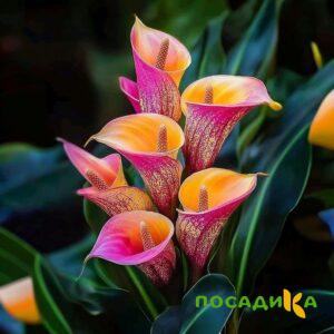 Калла Оникс купить по цене от 450р. в интернет-магазине «Посадика» с доставкой почтой в в Буйнакске и по всей России – [изображение №1].