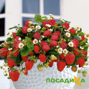 Клубника Рубиновый Шепот (горшечная) купить по цене от 240р. в интернет-магазине «Посадика» с доставкой почтой в в Буйнакске и по всей России – [изображение №1].