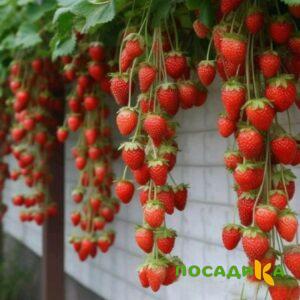Клубника вьющаяся Комплимент купить по цене от 470р. в интернет-магазине «Посадика» с доставкой почтой в в Буйнакске и по всей России – [изображение №1].