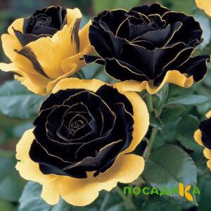 Роза Ханни Сикл купить по цене от 700р. в интернет-магазине «Посадика» с доставкой почтой в в Буйнакске и по всей России – [изображение №1].