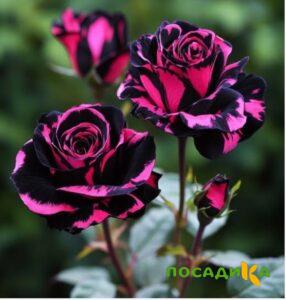 Роза Багровый Шепот купить по цене от 366р. в интернет-магазине «Посадика» с доставкой почтой в в Буйнакске и по всей России – [изображение №1].