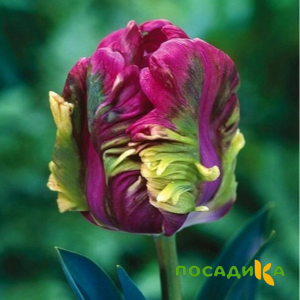 Тюльпан Экзотик Хэвен купить по цене от 186р. в интернет-магазине «Посадика» с доставкой почтой в в Буйнакске и по всей России – [изображение №1].